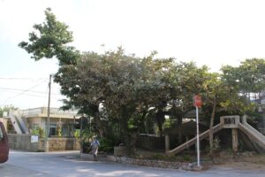 3宮里のガジュマル