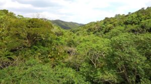 5-3やんばるの森