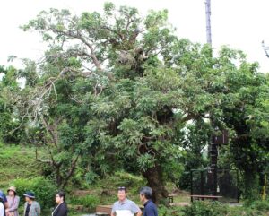 １５リュウガン