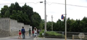 １３諸志のフクギ