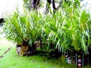 12タイガーオキッド