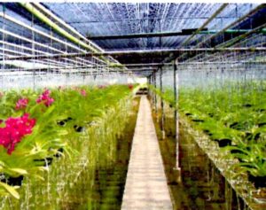 14カリーバンダ