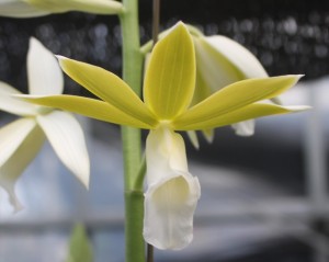 tankervilleae alba 花 (2)